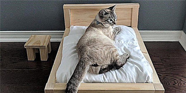 Hindi Makakakuha ang Twitter ng Custom bed Frame ng Cat na ito at nightstand