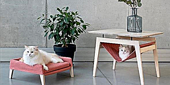 Fancy Cat? Na te manaʻomia lenei Minimalist Furniture Seti