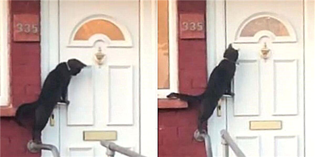 Prolaznik uhvatio crnu mačku briljantno koristeći knockers na vratima u virusnom Facebook Video-u