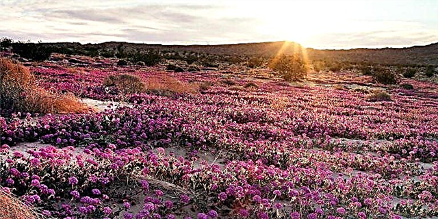 Kjo shkretëtirë e Kalifornisë po shpërthen me lule të egra