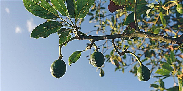 Amazon авокадо өсетін ағаш өсіретін жиынтықты бар-жоғы 24 долларға сатуда