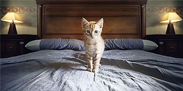 Waarom dit onmoontlik is om u bed op te sit as u 'n kat het?