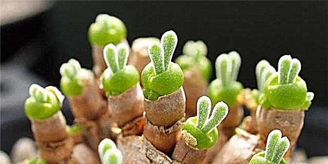 Bunny Rabbit Succulents- ը բան է, և դուք նրանց բոլորին կցանկանաք