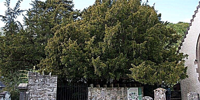 Ang 5,000-Year-Old Scottish Tree na Ito ay Nagpapalipat sa Kasarian na Ito