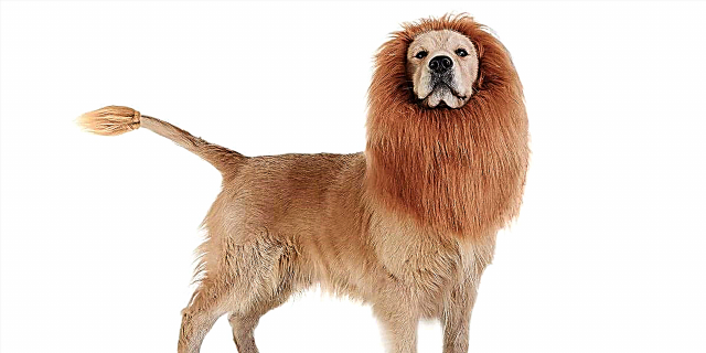 Konsumatorët e Amazon janë duke kursyer rreth këtij $ 14 Lion Mane që Kthen Qentë në Simba