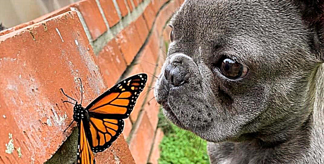 Твитер е за Loveубен во куче по име Мочи и неговиот пријател со пеперутка