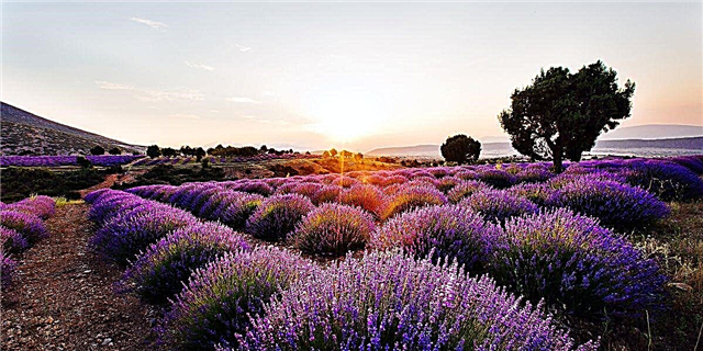 Asonshtë Sezoni Peak Lavender në Turqi, kështu që Rezervoni Pushimet tuaja ASAP