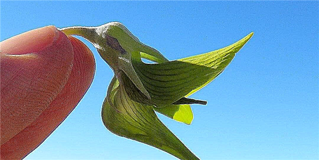 Цветы этого растения имеют форму самых симпатичных колибри