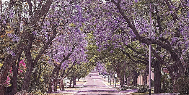 Osisi Purple Jacaranda bụ Agba Ọhụrụ, M na-akpọ ya