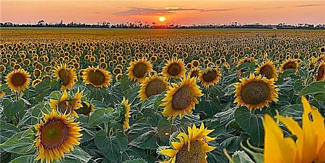 Aya Sunflower Super Bloom Aya di North Dakota Ayeuna