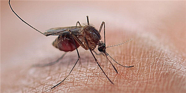 Videtur quod quidam docti sunt a via ad eliminare Found Mosquitoes
