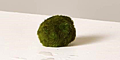 Այս փոքրիկ կանաչ գնդակը իրականում ամենաթանկ տան բույսն է, որը դուք երբևէ կունենաք