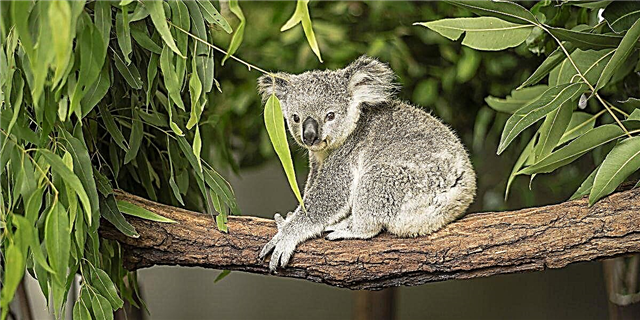 Taronga Zoo Sydney גיט איר די געלעגנהייט צו שלאָפן מיט אַוסטראַליאַן וויילדלייף