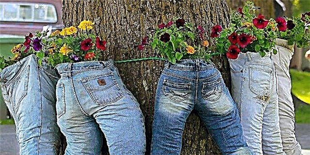 Bimët në pantallona është trendi i shkëlqyes i luleve për të cilin nuk e dinit kurrë