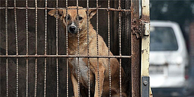 Повеќе случаи на болест што може да се пренесе од кучиња на луѓето се потврдени во Ајова