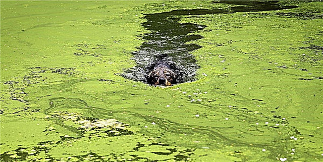 جلبک های سبز-آبی در دریاچه ها سگ را می کشند - این همان چیزی است که باید بدانید