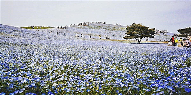 Yaponiyada hər baharda 4,5 milyondan çox mavi çiçək çiçək açdığı bir park var