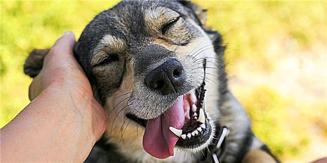 Este pescozo de can pode protexer o teu pocho contra o golpe de calor este verán