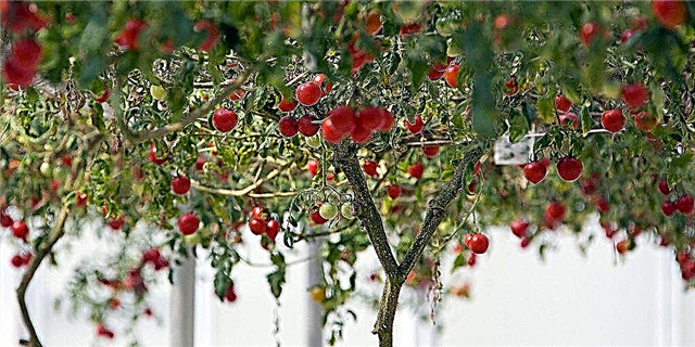 Рекордное томатное дерево Диснея - это зрелище