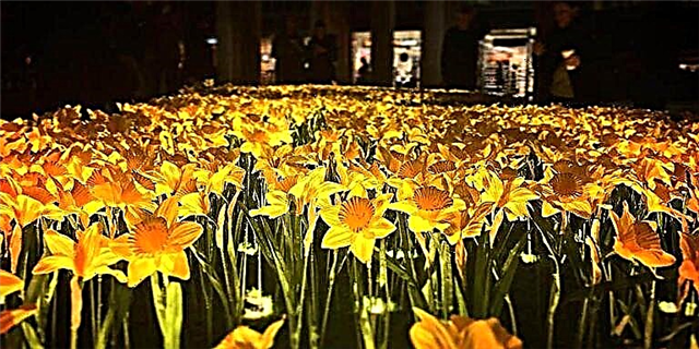 Illuminated milia Daffodils Honora mirifico opere nutricibus