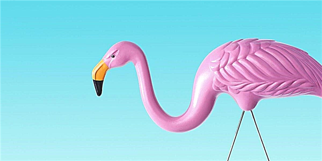 6 Aferoj Vi Ne sciis Pri Flamingo Lawn Ornamoj