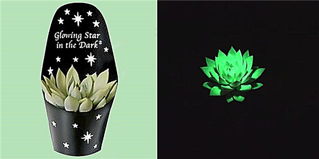 Den Aldi verkeeft Glow-in-the-Dark Succulents fir $ 6 all
