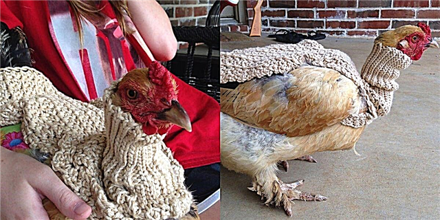 ام ، آپ اپنے پالتو جانوروں کی مرغی کو سونگنے کے ل. ایک چھوٹی چھوٹی ٹرٹلنیک سویٹر خرید سکتے ہیں