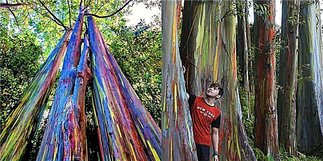 Ova prekrasna stabla eukaliptusa stvaraju efekt duge kao kore kore