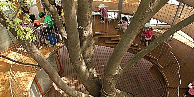 ဂျပန်ရှိဤသူငယ်တန်းကိုနာမည်ကြီးသည့်အပင်တစ်ပင်ပေါ်တွင်တည်ဆောက်ခဲ့သည်