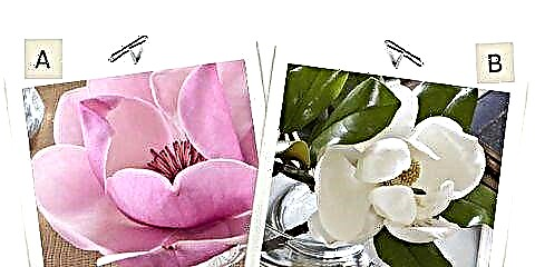 Дали подобро: Само цвет во розова или бела боја