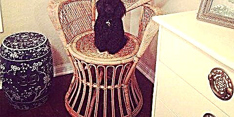 საყვარელი ძაღლი, ჩიკ სივრცე: პუდლე, რომელიც ფარშევანგის სკამზე დგას