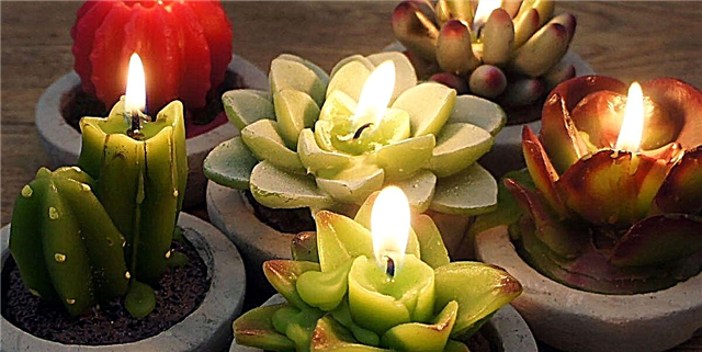 این شمع های شاداب و شاداب قابل حمل پشه ها را از خود دور نگه می دارند