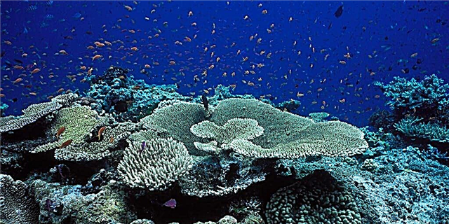 Maaari mong Virtually Paglalakbay Sa pamamagitan ng Mahusay na Barrier Reef Mula sa Bahay