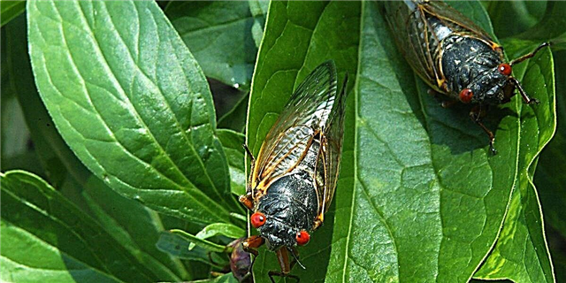 Nde Milic Cicadas Ga-Alaghachite na steeti ndị a ka afọ 17 gachara