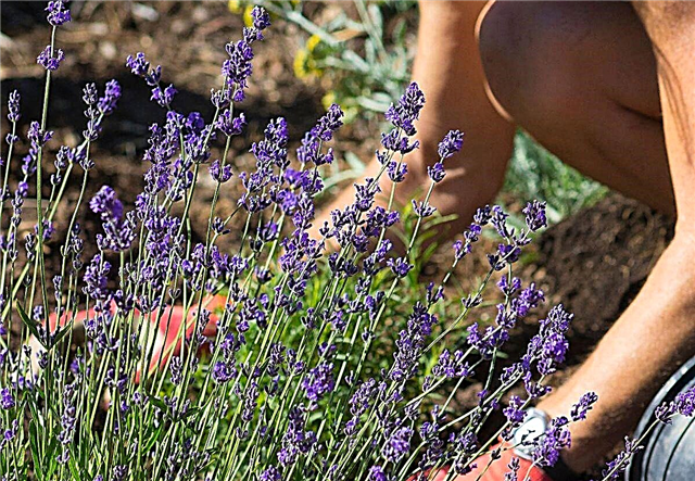 Dit is die rede waarom u hierdie seisoen definitief laventel in u tuin wil plant
