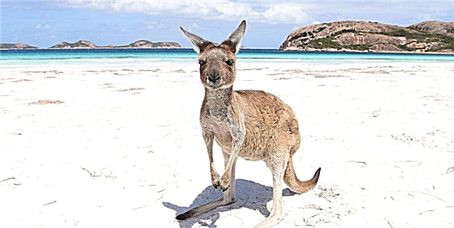 Unaweza kuchukua likizo ya siku 13 ya kupendeza kupitia Pwani zilizojaa kujazwa za Kangaroo na Australia