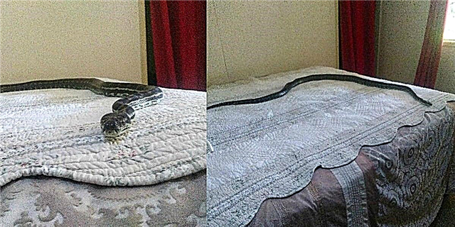'N Enorme python is van die plafon van 'n Australiese gesin afgeval en op 'n bed beland