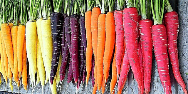 Carrots Rainbow ທີ່ມີສີສັນສົດໃສແມ່ນທ່າອ່ຽງການເຮັດສວນທີ່ ໃໝ່ ທີ່ສຸດທີ່ທ່ານຕ້ອງການທີ່ຈະຫວັງໃນລະດູໃບໄມ້ຫຼົ່ນນີ້