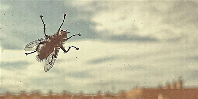 7 ужасающих вещей, которые случаются, когда муха попадает в ваш дом