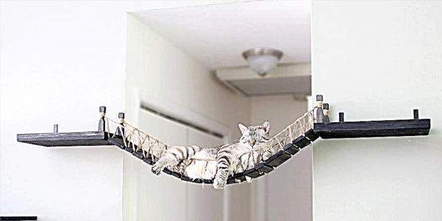Etsy o rekisa Bridge ea Indiana Jones-Themed Cat bakeng sa Lelapa la Hau
