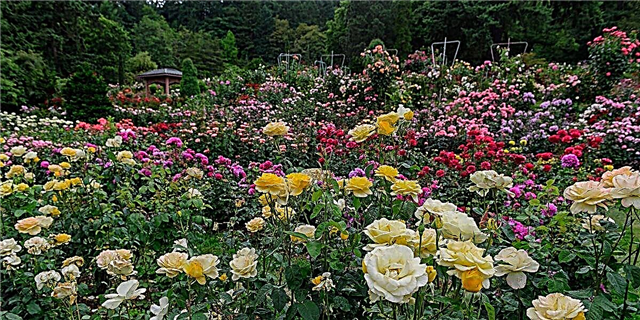 Ang 3 Ang Matang sa Mga Rosas Matag Kinahanglan sa Tanaman