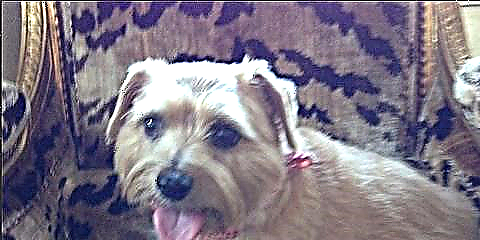 Sevimli Köpək, Qəşəng Məkan: Howard Slatkin'in Terrier'i Bir Pələng Çap kreslosundadır