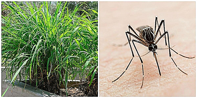 Vi povas Aĉeti Ĉi tiujn Mosquito-Repelantajn Plantojn Por Malpli ol $ 10 Ĉiu En Amazon