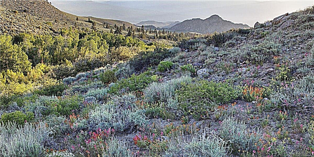 В Калифорнии появился еще один менее известный суперцвет - на этот раз в горах