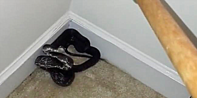 اس عورت نے اپنے بوائے فرینڈ کے بستر میں سانپ کی تلاش کی