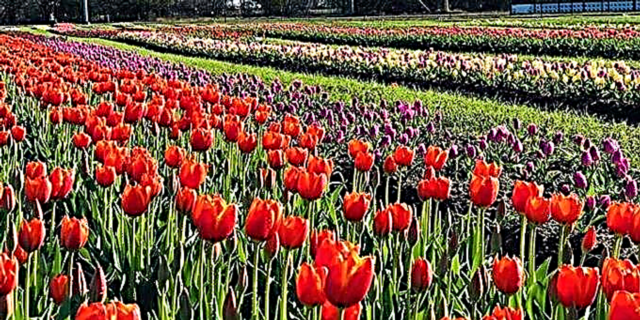 Esta granxa de tulipáns de Texas é a seguinte mellor cousa para recoller flores nos Países Baixos