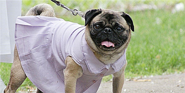 توله سگ شما هم اکنون می تواند به طور رسمی بخشی از روز بزرگ شما با این لباس عروس عروس سگ باشد