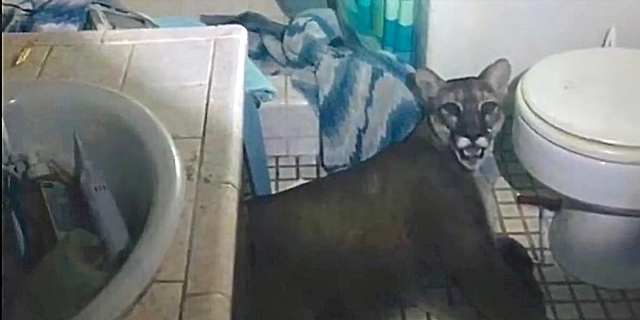 Горный лев был найден пойманным в ловушку в ванной комнате калифорнийской пары после того, как он прошел через их входную дверь