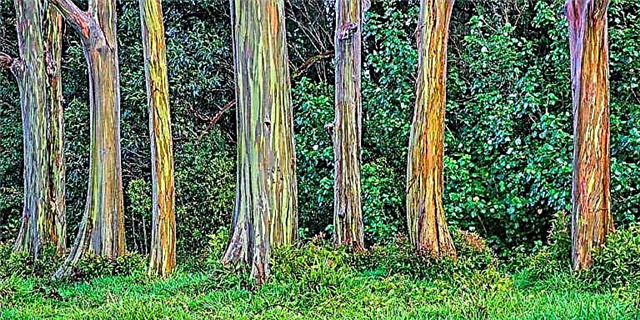 Eukalipti i Ylberit është pema më e gjallë në tokë