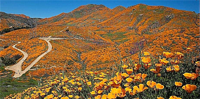 Tērā pea tetahi atu Southern California Super Bloom i te 2020?